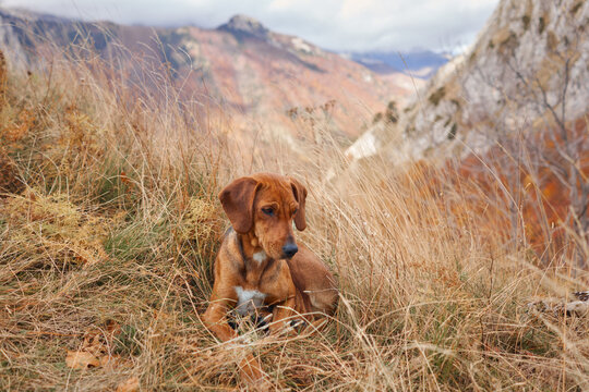 Montenegrin Mountain Hound dog rests in dry grass during a fall mountain hike. Rocky slopes and colorful seasonal scenery surround the hunting dog outdoors.