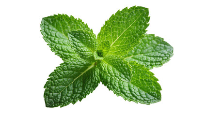 Fresh green mint leaves with detailed texture, isolated on transparent background © spoong