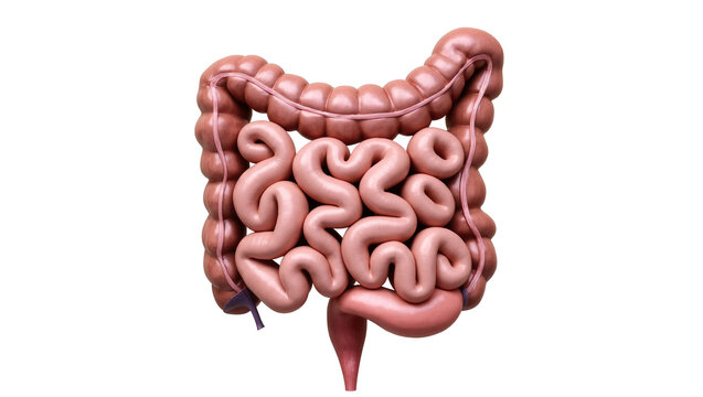 Human digestive system large and small intestines, isolated on transparent background