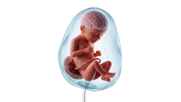 Human fetus with developed brain inside amniotic sac, isolated on transparent background