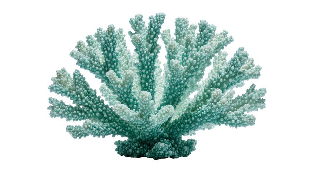 Teal and white branching coral reef structure, isolated on transparent background