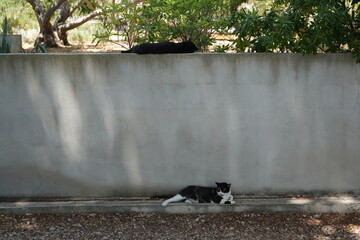 Kats in the forest © Oleh