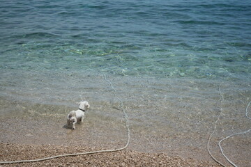 dog on the beach