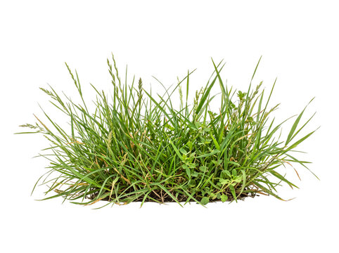 Natural green grass clump with seed heads and small weeds, transparent