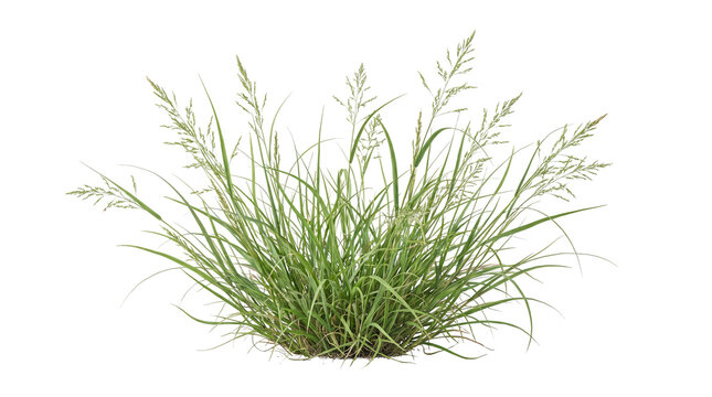 Wild green grass with seed heads on transparent background