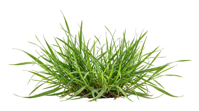 Green grass clump with medium blades on transparent background