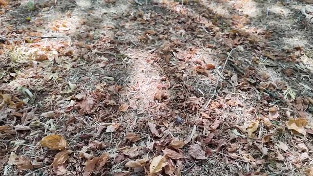 Dry  leaves covering the parched ground in a park during a period of severe seasonal drought.