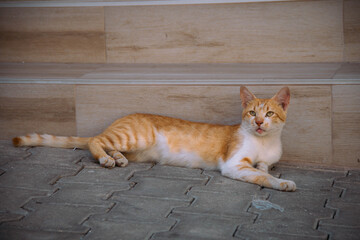 Cute ginger and white cat lying on steps outdoors © Zsolt