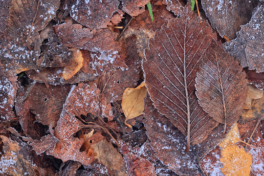 texture of an autumn leaf close-up, contrast photo