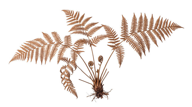 Dried brown fern plant with multiple fronds and visible roots