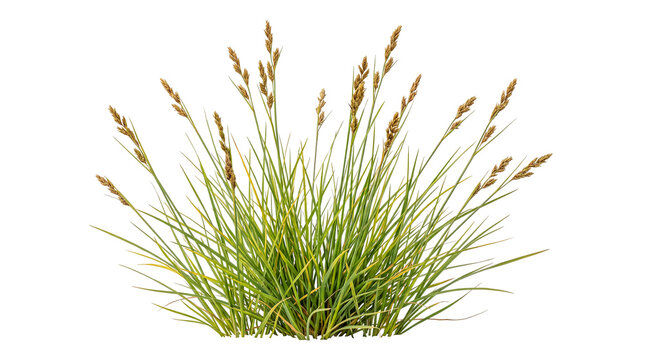 Lush green grass clump with golden seed heads isolated on transparent