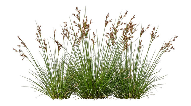 Lush green grass with seed heads on transparent background