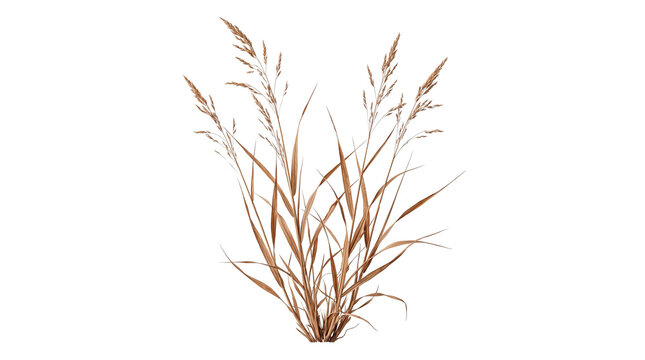 Dried brown grass with prominent seed heads on transparent background