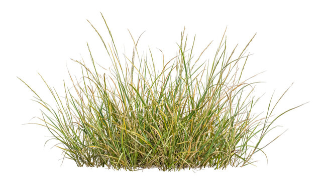 Clump of green and brown grass with dry blades on transparent