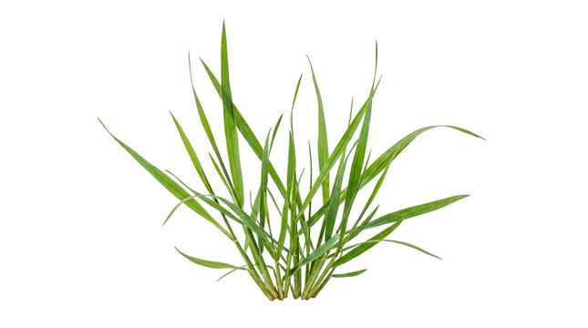 Fresh green grass clump with young blades on transparent background