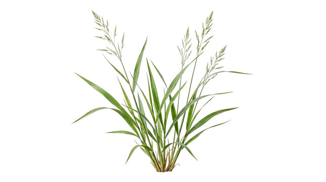 Clump of fresh wild grass with delicate seed heads and green leaves