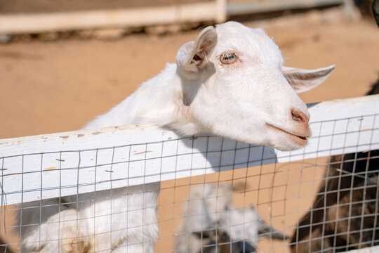 White goat leaning over farm fence looking curious