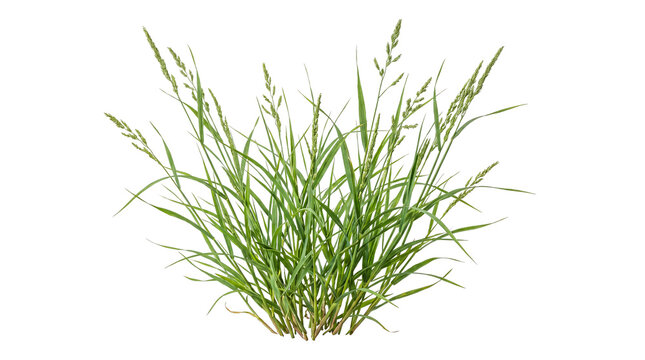 Very dense tall green grass with numerous mature seed heads, isolated
