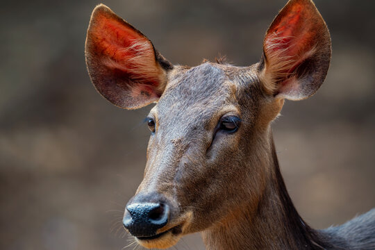 close-up wildlife portrait of a female deer