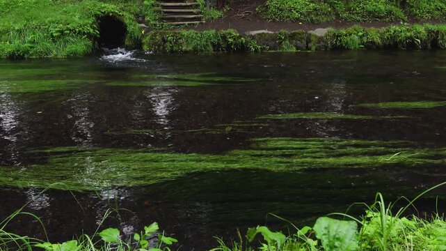 【日本の風景】忍野八海・新名庄川｜夏の川の流れ