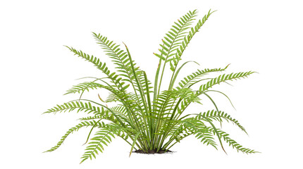 Lush green fern plant with fronds and soil isolated on transparent © Piotr