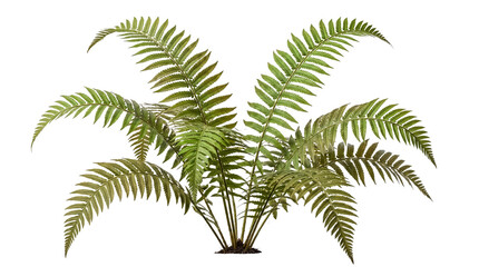 Green fern plant with long fronds isolated on transparent background © Piotr