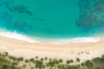 Fototapeta premium Turquoise Ocean and Sandy Beach with Palm Trees Top View