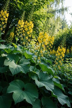 Bright yellow Ligularia przewalskii flowers bloom in summer garden. Tall flowering stems with golden inflorescence grow among large green leaves. Beautiful perennial plant grows in rich botanical