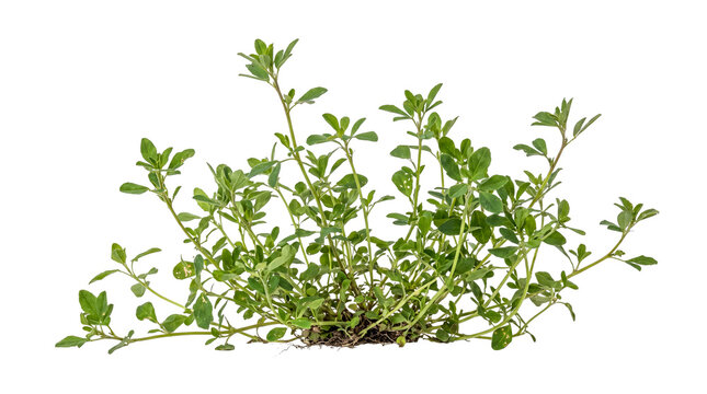 Small green plant with roots and soil isolated on transparent