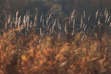 Obraz premium Autumn nature view, dry grass on a sunny day, the background of the outgoing season in warm tones