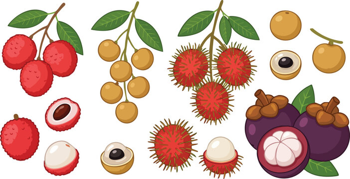 Tropical exotic fruits including lychee longan rambutan and mangosteen displayed on white background