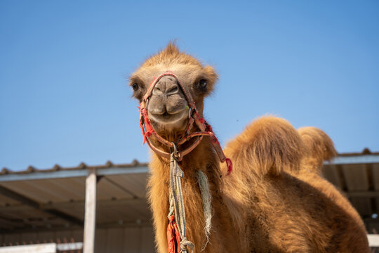 Young Bactrian Camel Standing Under Clear Blue Sky