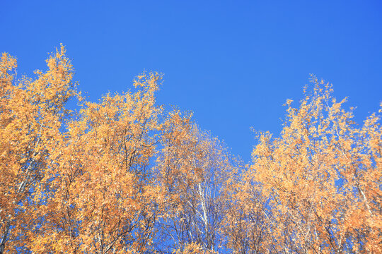 branches with autumn yellow leaves on trees, autumn background