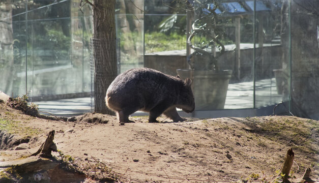 Bare nosed wombat walking in zoo enclosure in daylight