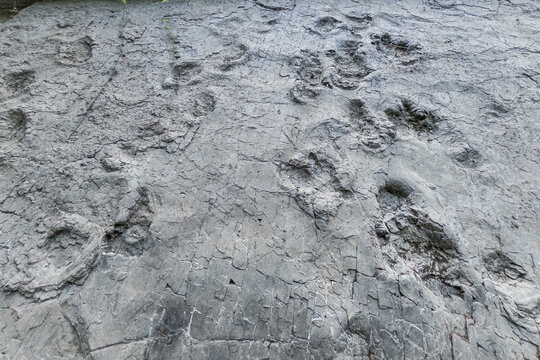 Die Saurierf&auml;hrten im Geopark Terra.Vita bei Barkhausen, freigelegte Saurierspuren, Bad Essen