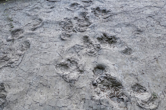 Die Saurierf&auml;hrten im Geopark Terra.Vita bei Barkhausen, freigelegte Saurierspuren, Bad Essen