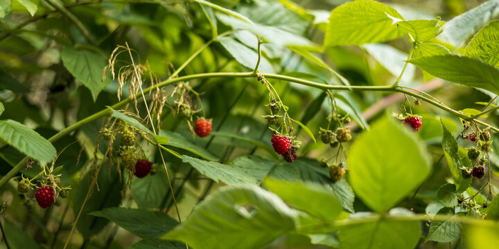 Ripe red raspberries hanging on green leafy bush. organic fruit harvest