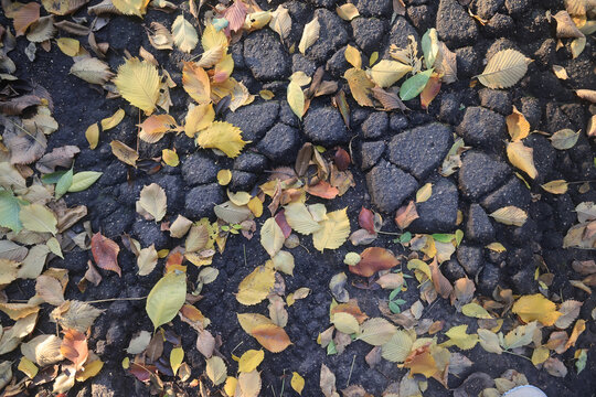 Texture of fallen autumn leaves, background of the passing autumn nature backdrop, surface