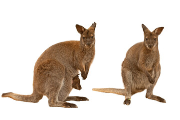 Two brown wallaby joeys side by side in a pouch on a transparent background. © TAMER YILMAZ