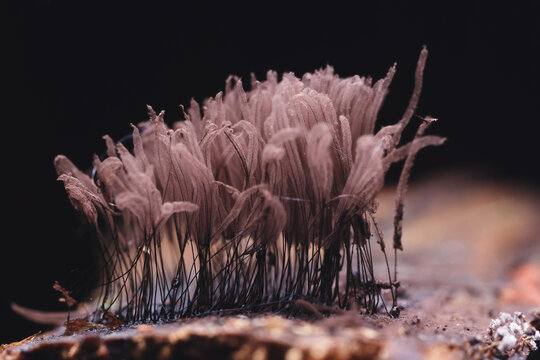 Plasmodium, small unusual mushrooms, mushroom spores, mycelium macro photo