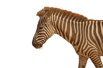 Obraz premium A portrait of a young zebra’s head and neck, featuring an isolated striped pattern on a transparent background.