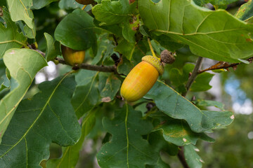 Two yellow green acorns hanging on an oak branch among fresh green leaves, soft blue sky behind, a late summer nut harvest and wild food for animals in the wood here, macro closeup © Margarita