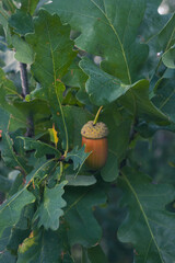 Vertical close up of a ripe brown acorn with a scaly cup on an oak branch, dark green wavy leaves filling the frame, dim light, an old craft material and a symbol of strength and oak © Margarita