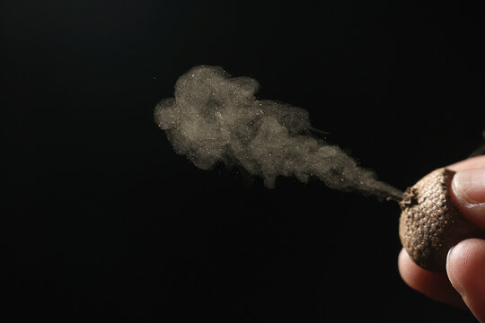 The puffball mushroom, the smoking mushroom, spores, the smoking mushroom scatters seeds