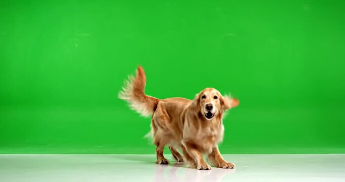  A golden retriever dog jumping up in a dancing celebration pose on a green screen background. Perfect for meme templates, social media posts, and greeting cards. 4K Video 60 fps