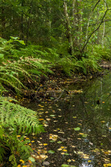 Ferns growing beside dark forest stream with fallen leaves, wilderness © Mariia RUMEX