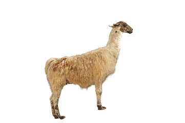 Obraz premium A full-body shot of a tall, light-colored, fluffy llama or alpaca standing alone against a transparent background. Llama glama.