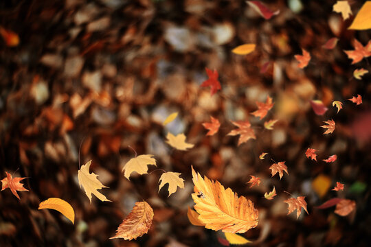 leaf fall, falling flying autumn yellow leaves, autumn background, autumn landscape