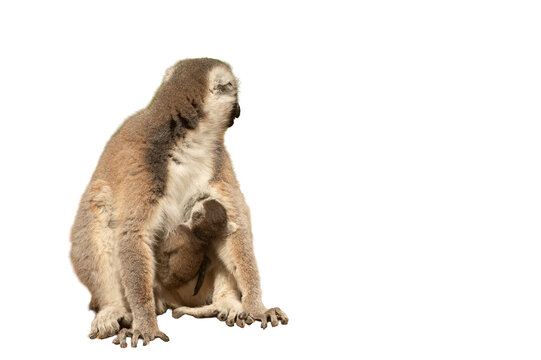 A mother lemur holding her baby in her arms, isolated on a transparent surface; she belongs to the primate family.