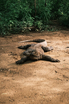 Komodo dragon resting on sandy ground at the edge of the forest